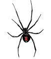 CPCS: Spider Bites