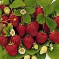 Ever Bearing Tribute Strawberries