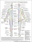<b>Peripheral Nerves</b> Poster