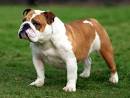 Comment: Good riddance to British bulldogs - life - 14 January ...