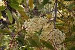 File:<b>Catha</b> edulis00.jpg
