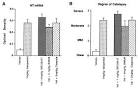 Molecular and behavioral effects mediated by Gs-coupled adenosine ...
