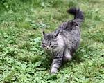 File Halley the cat 6jpg   Wikipedia the free encyclopedia