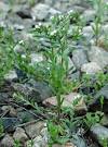 <b>Lithospermum</b> arvense plant