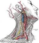 File:External carotid a.gif - Wikipedia, the free encyclopedia