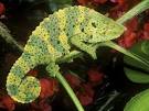Meller's Chameleons, Meller's Chameleon Pictures, Meller's ...