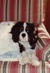 Progressive Retinal Atrophy and the Cavalier King Charles Spaniel