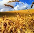http://www.thomasgeeraerts.be/wp-content/uploads/agro-top-1.jpg