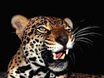 http://saypeople.com/wp-content/uploads/2011/08/animal.jpg