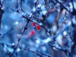 30 Fabulous Winter Wallpapers