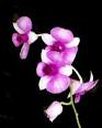 The Benefits of Supporting the American Orchid Society | Orchid ...
