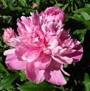 <b>Paeonia</b> lactiflora