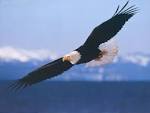American Eagle Pictures : A Bald Eagle in Flight