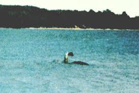 external image images?q=tbn:ANd9GcStIzHhk_FlmS1Wz00RAkkrsLBN5uyv_whyJyNIJceMDQ1mRDqL