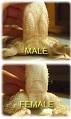 bearded-dragon-sexing.jpg