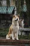 Hatchi avec Richard Gere - Lhistoire dun chien qui est devenu.