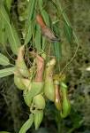 Nepenthes alata (Nepenthaceae) image 16596 at PlantSystematics.