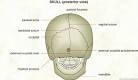 Skull (POSTERIOR view)