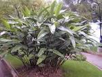 File:200410 <b>Alpinia</b> zerumbet 1