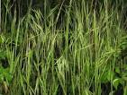 BioLib - Image - Bromus tectorum (Drooping Brome)