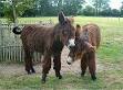Donkey - Wikipedia, the free encyclopedia