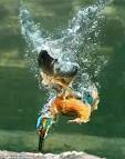 Amateur photographer spends a YEAR capturing kingfisher catching