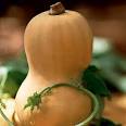 butternut squash how to cook