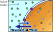 Concept 2 Review: Cells in Hypertonic Solutions