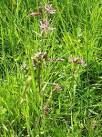 The ragged robin seems to have many 'nicknames' - you may see it called any - via Daymix