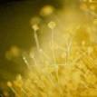 Center/<b>Aspergillus oryzae</b>