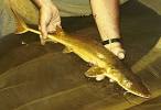 Draft Recovery Plan for the Alabama Sturgeon Available for Review ...