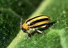 File:Cucumber beetle.jpg - Wikipedia, the free encyclopedia