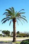 Quality Tree Service Inc. - Commercial sites