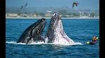nn_09_mt_whales_140719.jpg