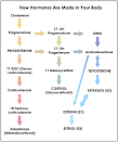 DHEA and adrenal fatigue