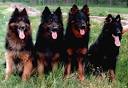 Historie des Chodsky Pes, dem Chodenhund
