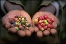 Pesticide results - Biopesticides to Replace Chemical Pesticides ...