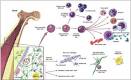4. The Adult Stem Cell [Stem Cell Information]