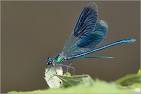 Libellule Caloptéryx splendens mâle avec ses ailes déployées ...