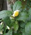 Camellia sinensis - Wikispecies