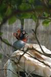 Mayans | Education - A Houston Zoo Blog