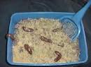 The Official Kristian Hoffman Website: Kitty Litter Cake