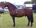 Tide's End Farm -Cleveland Bay Horses