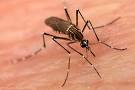 Dengue Costs Puerto Rico Almost $40 Billion Per Year, latino news ...