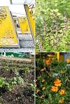 New Orleans: Hollygrove Market and Farm | Beyond [the Plate]