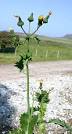 <b>Sonchus</b> asper