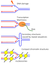 DNA Replication, Checkpoint, DNA Synthesis | Learn Science at Scitable