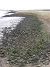 This is the footpath of the Saxon Shore Way that leads from Conyer to Oare, - via Daymix