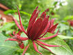 <b>Calycanthaceae</b>