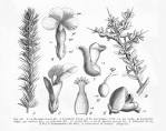 <b>Polygalaceae</b> Mundia spinosa